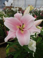 [3519 PO35 Staletti No202.JPG]